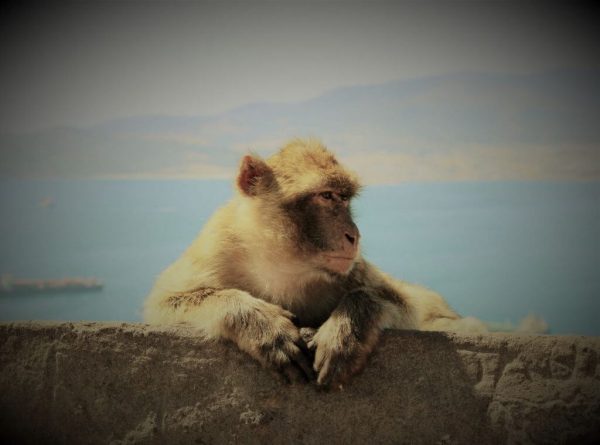 Photo of a monkey with the sea and mountains behind it