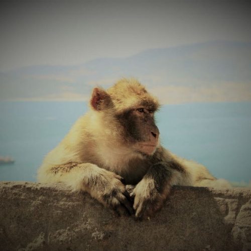Photo of a monkey with the sea and mountains behind it